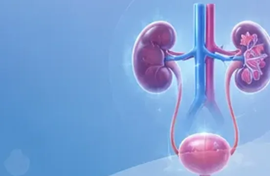Illustration of the kidneys and bladder
